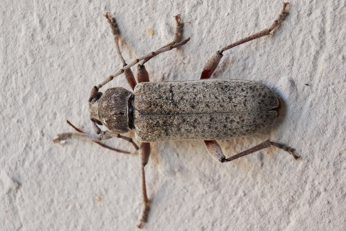 Cerambycidae: Trichoferus holosericeus ?   S